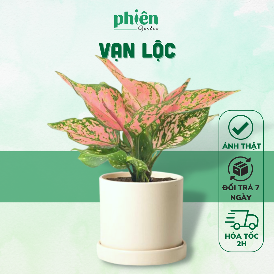 Cây Vạn Lộc kèm Chậu gốm tráng men
