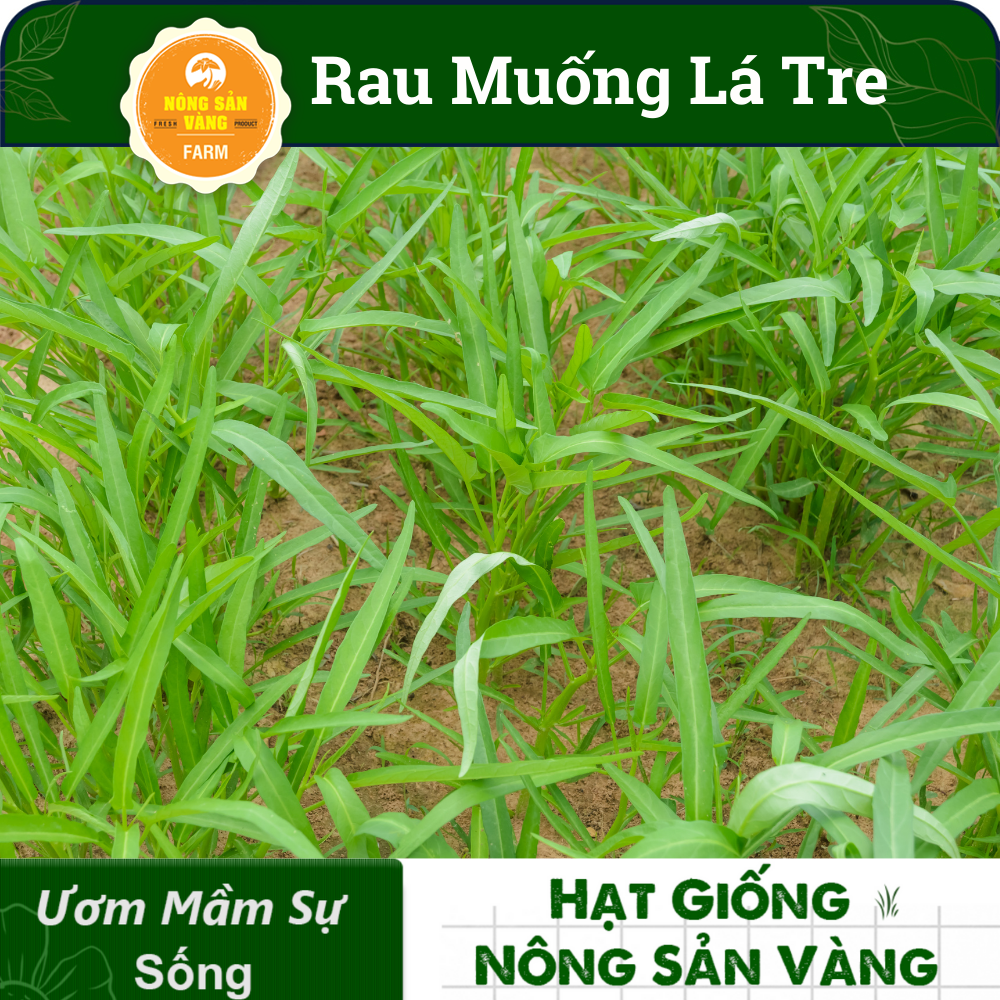 Hạt giống Rau Muống Lá Tre Tỉ Lệ Nảy Mầm Cao, Sinh Trưởng, Phát Triển Khỏe, Năng Suất Cao  - Nông Sản Vàng