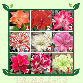Củ huệ tây cánh kép Size to