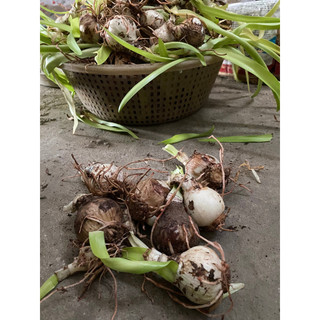 [size đại] Củ Huệ Tây Cánh Kép Nhập Khẩu chuẩn mặt hoa