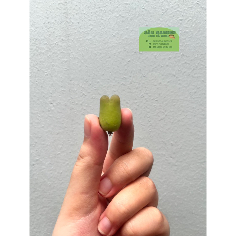 🪴SEN ĐÁ CONOPHYTUM MAUGHANI  - ẢNH THẬT SÂU GARDEN 🌵