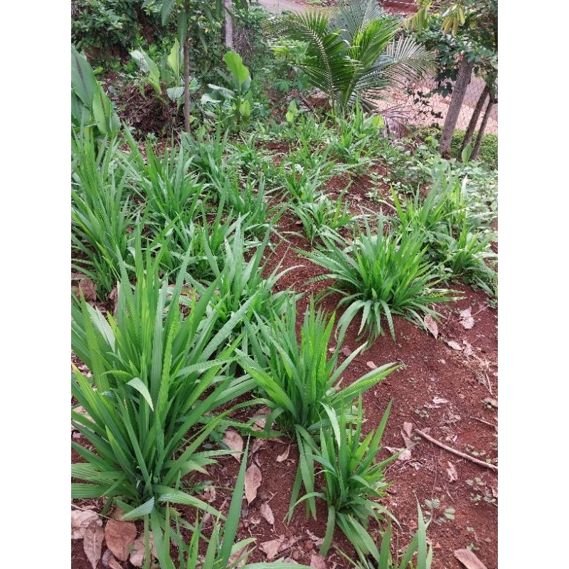 Cây Sâm Đại Hành