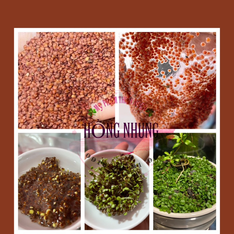 Sỉ 1kg NGŨ HOA HẠT TO, SẠCH á