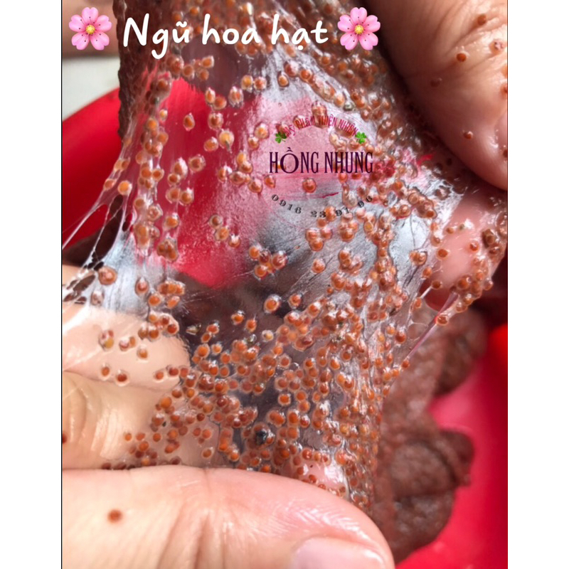Sỉ 1kg NGŨ HOA HẠT TO, SẠCH á