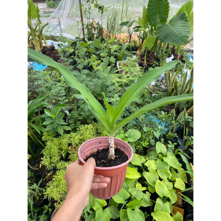 Chậu giống trinh nữ hoàng cung