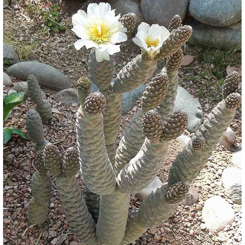 Xương rồng nón thông (pine cone cactus)