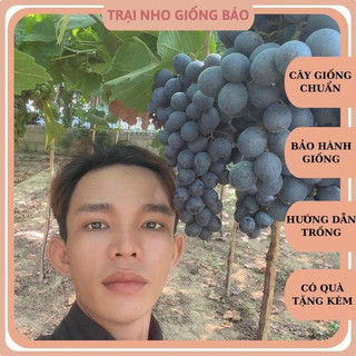 Cây nho giống muscat bailey mẫu đơn đen ninh thuận