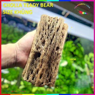 Lũa Cholla Teady Bear size khủng