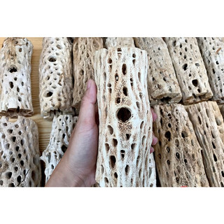 Lũa Cholla Teady Bear size khủng