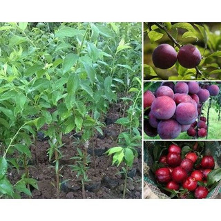 Cây giống mận tím bắc hà chín sớm quả to ngọt -tặng kèm phân bón cho cây nhanh lớn