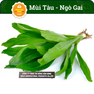 Hạt giống Rau Mùi Tàu (Ngò Gai) Tỉ Lệ Nảy Mầm Cao, Sinh Trưởng, Phát Triển Khỏe (Gói 5 Gram) - Nông Sản Vàng