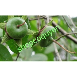 50 hạt giống quả bần chua