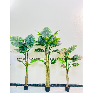 Cây trầu bà nam mỹ giả trang trí 160cm hằng decor