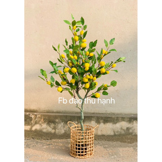 Cây chanh tây giả cao 1m3