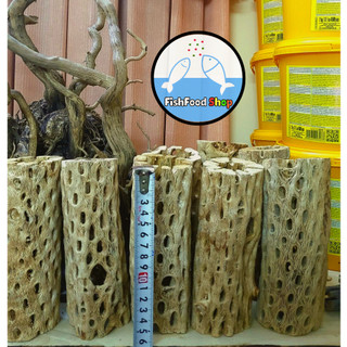 Lũa Cholla Teddy Bear/ Lũa hang xương rồng dùng trang trí, hang, thức ăn tạo môi trường tốt cho cá tép cảnh size 16cm