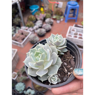 Sen đá lola hồng chỉ 60k