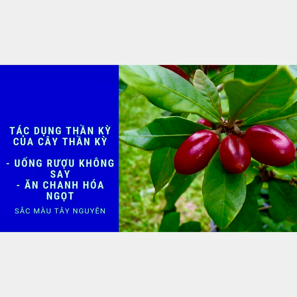 Cây thần kì giống cho trái sau 18 tháng ảnh thật số 2