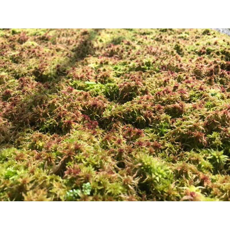 Dớn đỏ Sphagnum Apica
