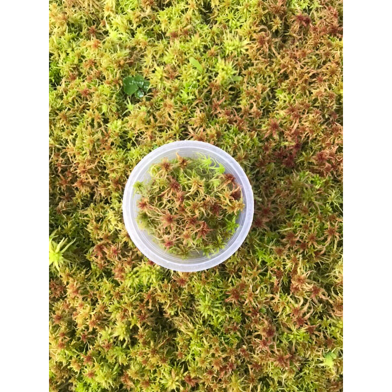 Dớn đỏ Sphagnum Apica