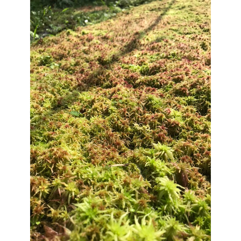 Dớn đỏ Sphagnum Apica