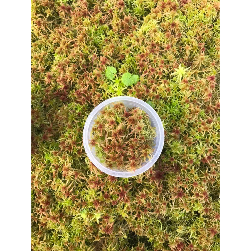 Dớn đỏ Sphagnum Apica