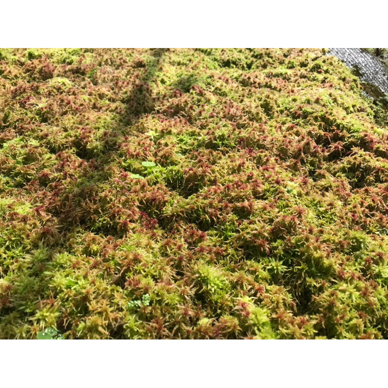 Dớn đỏ Sphagnum Apica