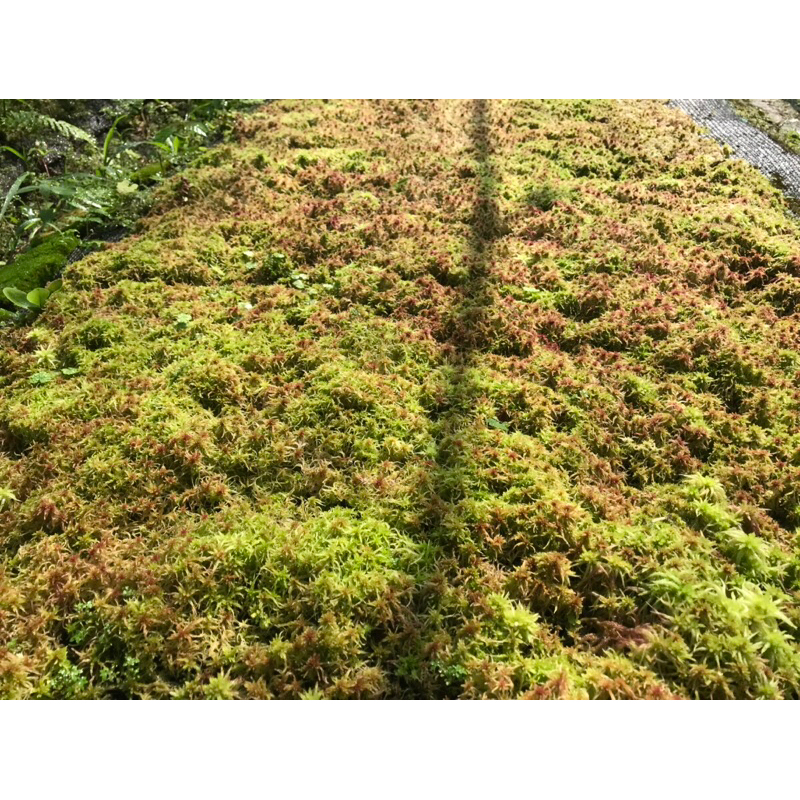 Dớn đỏ Sphagnum Apica