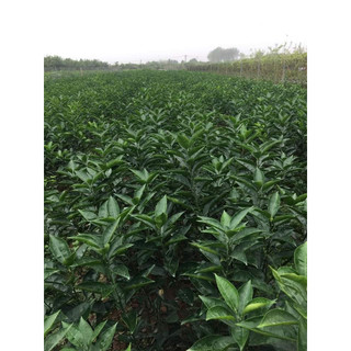 Cây giống cam cara ruột đỏ không hạt, cây giống ghép năng suất cao
