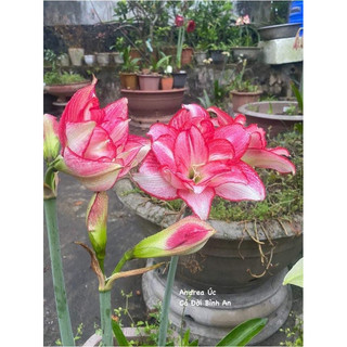 1 củ hoa Lan Huệ kép