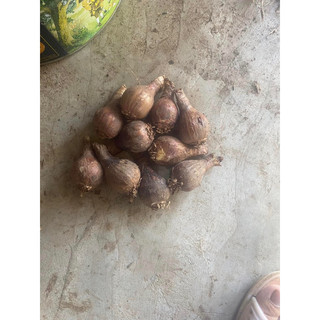 1 củ hoa Lan Huệ kép