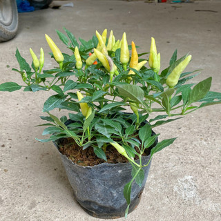Cây ớt ngũ sắc - hoa ớt ngũ sắc chiều cao 15cm, nhiều quả màu sắc, quả ớt cay dùng làm gia vị