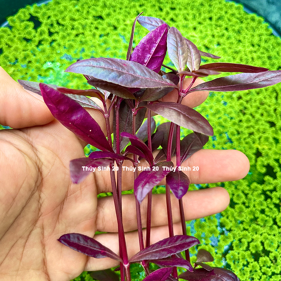 Cây Thủy Sinh Mắt Nai [chỉ ship miền Nam]
