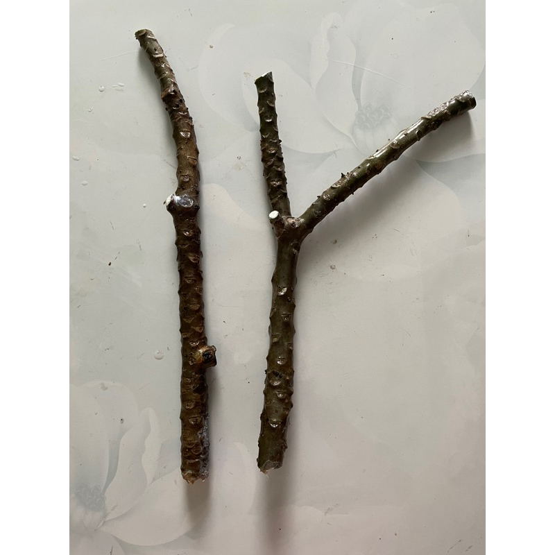 Hoa đại/ hoa sứ cùi/hoa chăm pa cắt cành