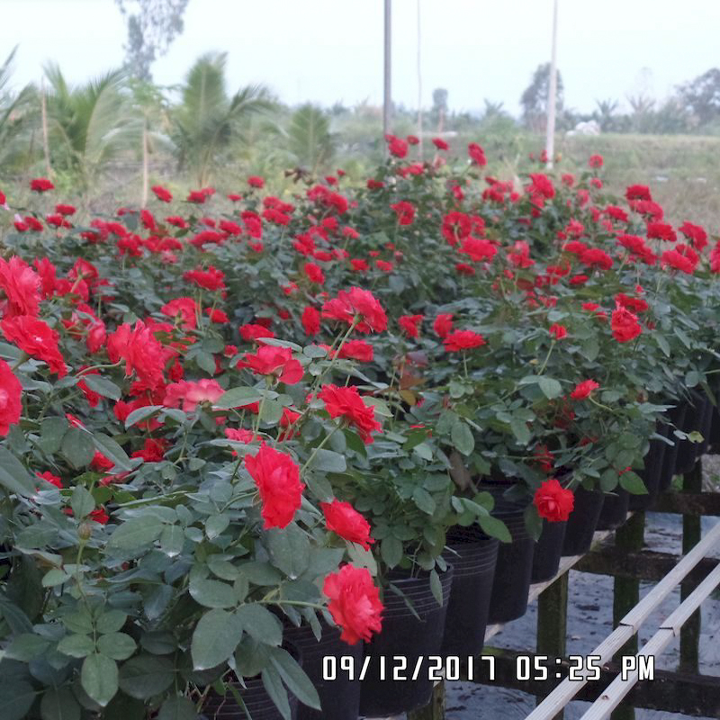 300 Chậu nhựa C9.A 21.5x17.5cm trồng cây ăn trái và hoa,bền 10 năm -77120