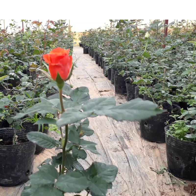 300 Chậu nhựa C9.A 21.5x17.5cm trồng cây ăn trái và hoa,bền 10 năm -77120