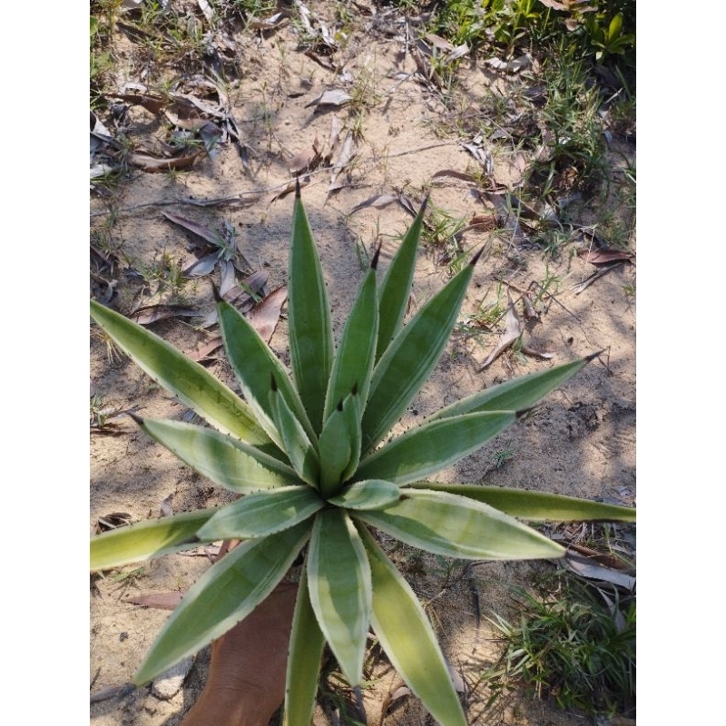 Dứa nam mỹ 1 cây
