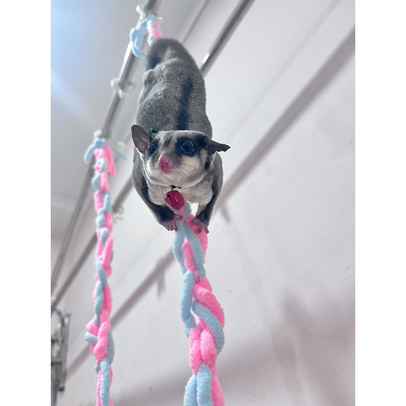 Giây tập bay leo trèo cho Sóc Bay Úc