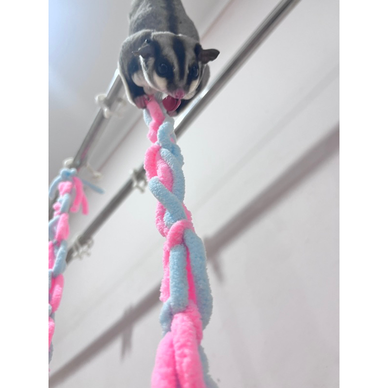 Giây tập bay leo trèo cho Sóc Bay Úc