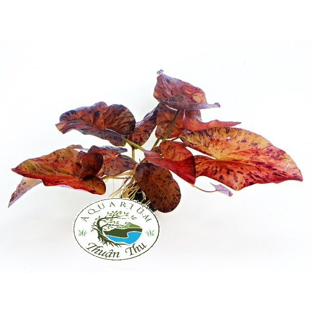 Cây thủy sinh súng xác pháo_súng tiger - súng đỏ dễ trồng