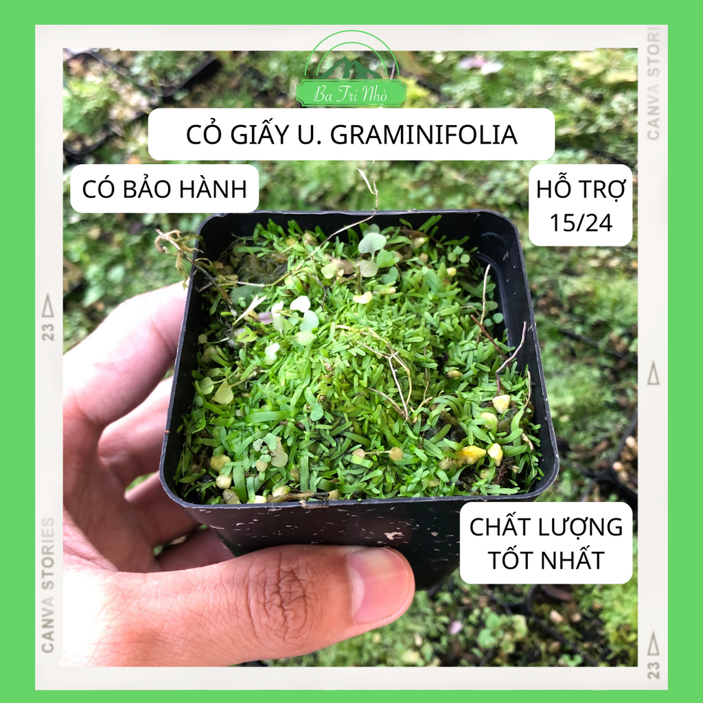 Cỏ giấy thủy sinh bán cạn Utricularia Graminifolia hoa tím - một dòng cây bắt mồi độc đáo bằng rễ I Ba Tri Nhỏ