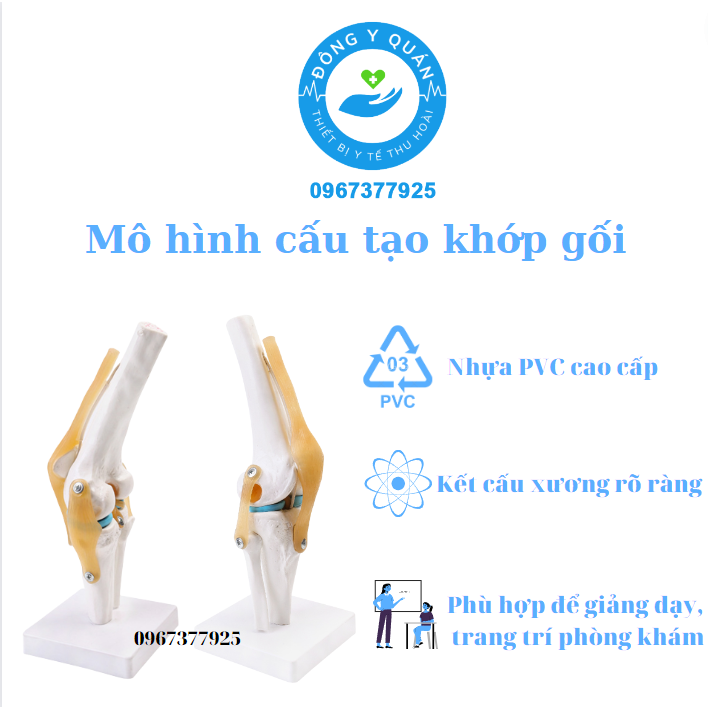 Mô hình mô tả cấu tạo khớp gối và dây chằng- Chất liệu nhựa PVC cao cấp