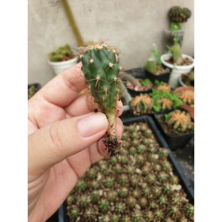Xương rồng Fero cây con gieo hạt cao 4-5 cm