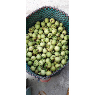 măng cụt xanh 5kí