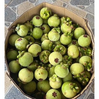 Măng cụt xanh 5kí