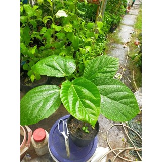 Cây vả mật cao 90cm - 1m - cây vả giống - Ficus auriculata
