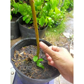 Cây vả mật cao 90cm - 1m - cây vả giống - Ficus auriculata