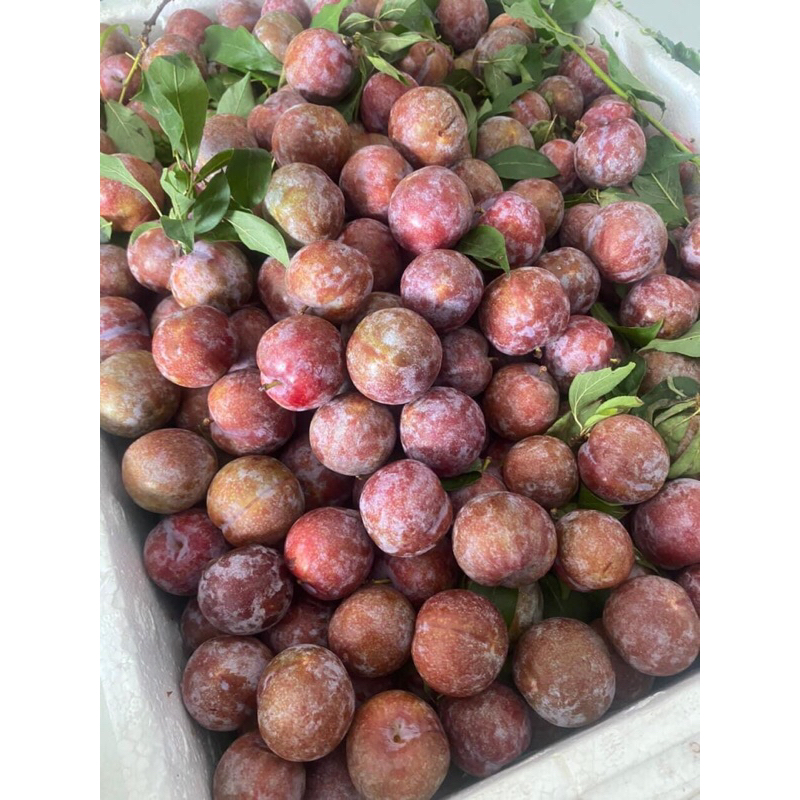 mận hậu 1kí