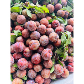 mận hậu 1kí