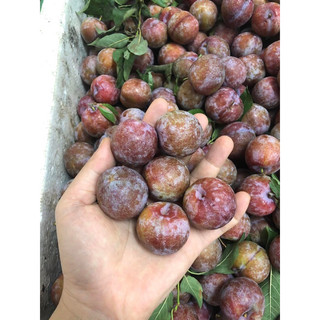 mận hậu 1kí