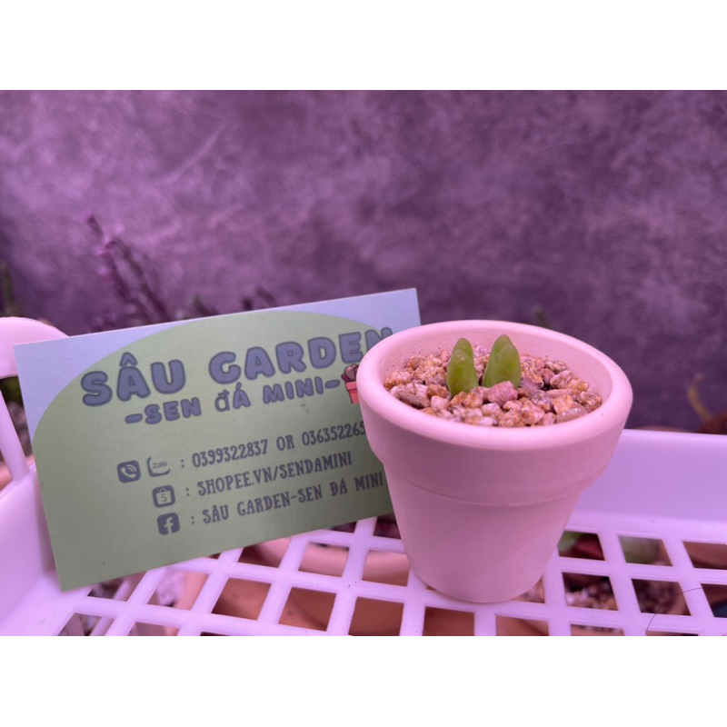 🪴SEN ĐÁ CONOPHYTUM MAUGHANI  - ẢNH THẬT SÂU GARDEN 🌵